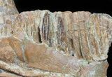 Hadrosaur Jaw Section With Three Teeth - Judith River Formation #50791-2